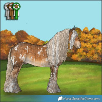 Horse Color:White Spotted Chocolate Palomino  and White Spotted Chocolate Palomino 