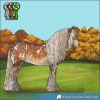 Horse Color:White Spotted Chocolate Palomino  and White Spotted Chocolate Palomino 