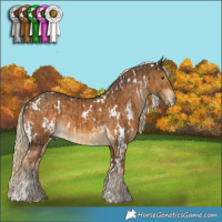 Horse Color:White Spotted Chocolate Palomino  and White Spotted Chocolate Palomino 