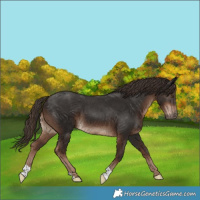 Horse Color:Liver Chestnut 