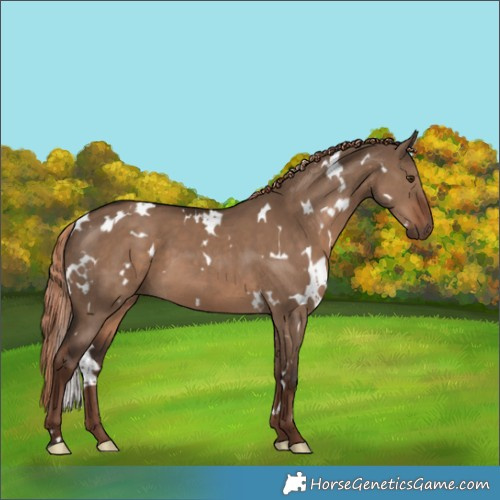 Horse Color:White Spotted Liver Red Dun 
