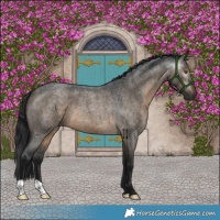 Horse Color:Gray Brown Roan Dun