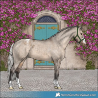 Horse Color:Silver Brown Dun Appaloosa 