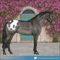 Horse Color:Grullo Varnish Brindle