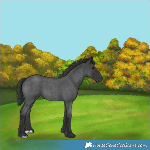 Horse Color:Blue Roan 