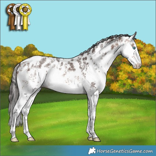Horse Color:Brown Sabino Splash Appaloosa Rabicano 