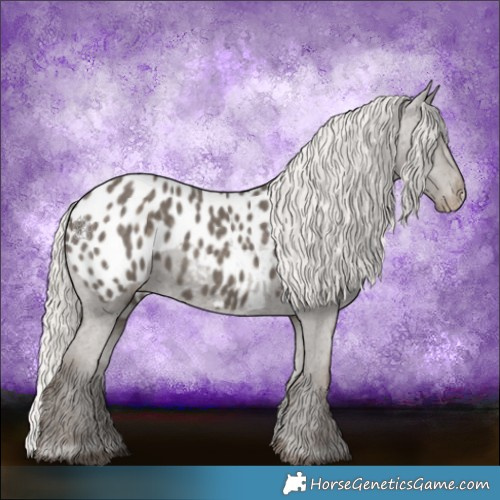 Horse Color:Silver Black Appaloosa 