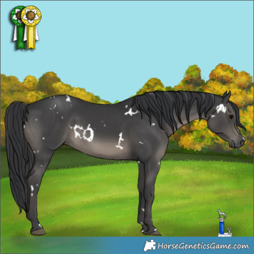 Horse Color:White Spotted Black 