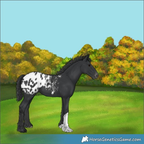 Horse Color:Black Blanket 