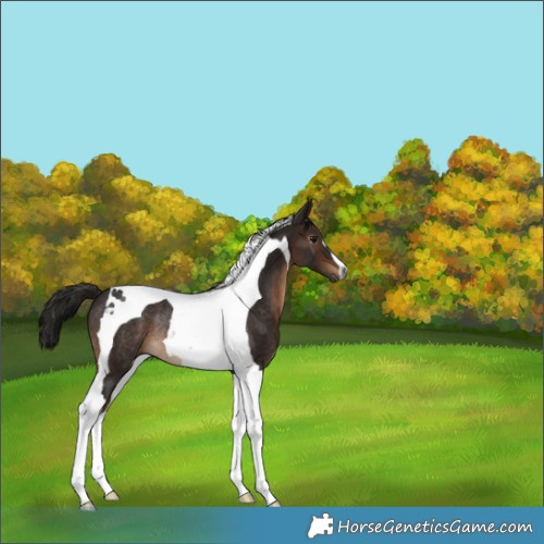 Horse Color:Gray Bay Tobiano Rabicano 