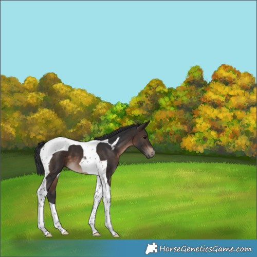 Horse Color:Brown Tobiano 