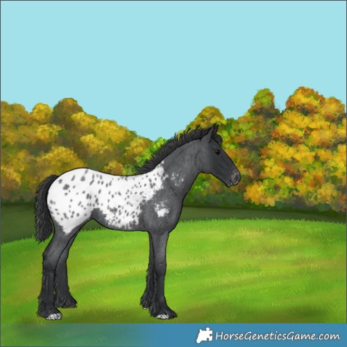 Horse Color:Blue Roan Blanket 