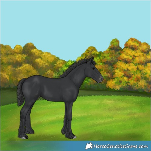 Horse Color:Black Appaloosa 