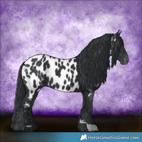 Horse Color:Black Appaloosa 
