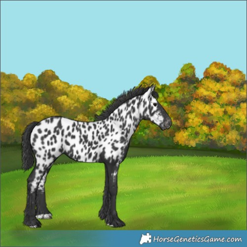 Horse Color:Black Appaloosa 