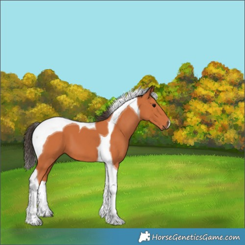Horse Color:Bay Tobiano 