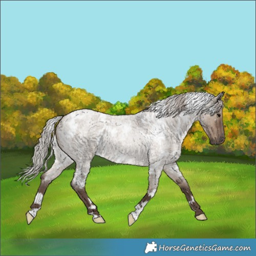 Horse Color:White Spotted Silver Grullo Roan 