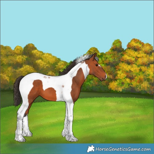 Horse Color:Bay Tobiano 