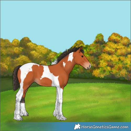 Horse Color:Bay Tobiano 