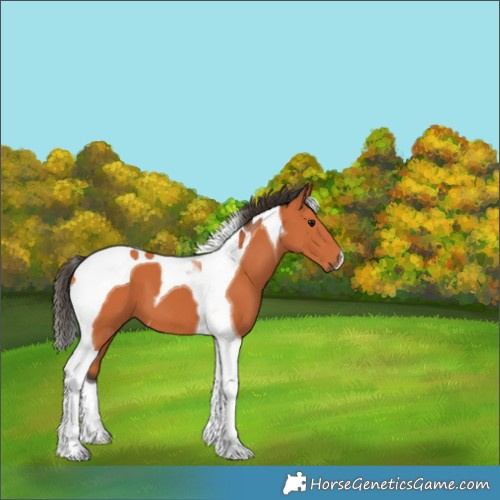 Horse Color:Bay Tobiano 