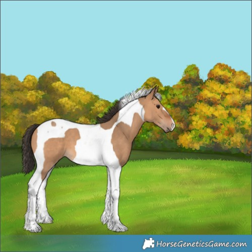 Horse Color:Bay Dun Tobiano 