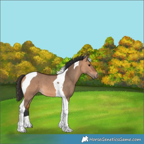 Horse Color:Bay Dun Tobiano