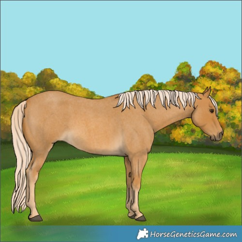 Horse Color:Palomino Roan 