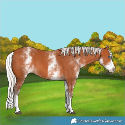 Horse Color:White Spotted Silver Bay Splash 