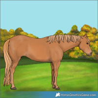 Horse Color:Chestnut 