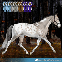Horse Color:White Spotted Bay Dun Tobiano Appaloosa Rabicano