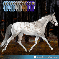Horse Color:White Spotted Bay Dun Tobiano Appaloosa Rabicano