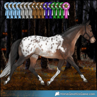 Horse Color:White Spotted Brown Tobiano Appaloosa 
