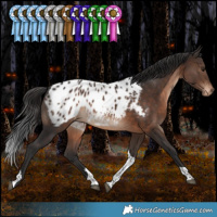 Horse Color:White Spotted Brown Tobiano Appaloosa 