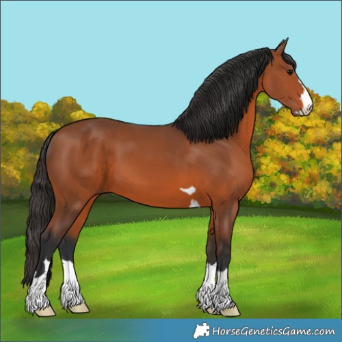 Horse Color:Bay 
