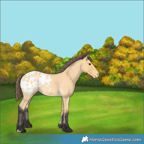 Horse Color:Buckskin Roan Appaloosa 