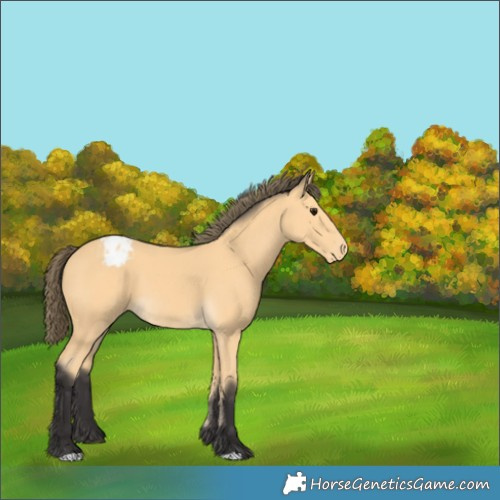 Horse Color:Buckskin Appaloosa 