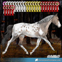 Horse Color:White Spotted Bay Dun Tobiano Appaloosa Rabicano