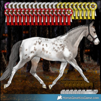 Horse Color:White Spotted Bay Dun Tobiano Appaloosa Rabicano