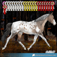 Horse Color:White Spotted Bay Dun Tobiano Appaloosa Rabicano