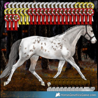 Horse Color:White Spotted Bay Dun Tobiano Blanket Rabicano 