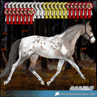 Horse Color:White Spotted Bay Dun Tobiano Appaloosa Rabicano 