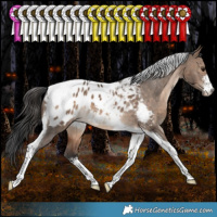 Horse Color:White Spotted Bay Dun Tobiano Appaloosa Rabicano 