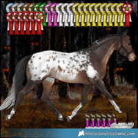 Horse Color:White Spotted Brown Tobiano Appaloosa 