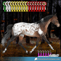 Horse Color:White Spotted Brown Tobiano Appaloosa