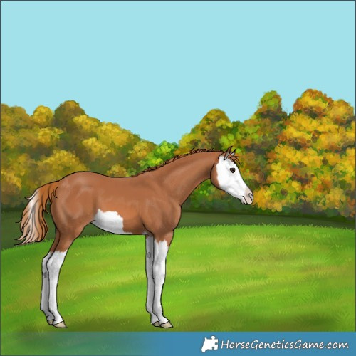 Horse Color:Chestnut Splash 