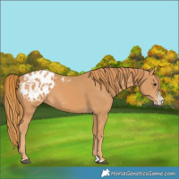 Horse Color:Chestnut Splash Appaloosa 