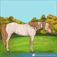 Horse Color:Red Roan 