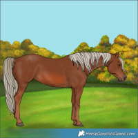 Horse Color:Chestnut 