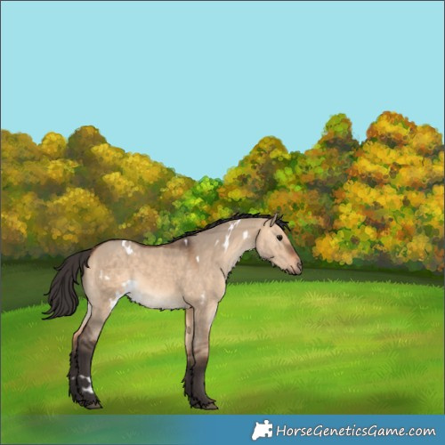 Horse Color:White Spotted Bay Dun 