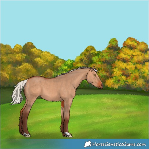 Horse Color:Silver Bay Dun 